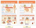 The Nervous System Bulletin Board Chart