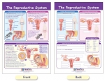 The Reproductive System Bulletin Board Chart