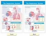 The Respiratory System Bulletin Board Chart