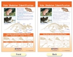 Vole Skeleton Identification Bulletin Board Chart