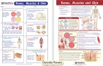 Bones, Muscles & Skin Visual Learning Guide