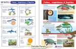 Fishes, Amphibians & Reptiles Visual Learning Guide