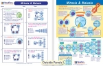 Mitosis & Meiosis Visual Learning Guide