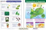 Photosynthesis & Respiration Visual Learning Guide
