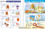 Sponges, Cnidarians & Worms Visual Learning Guide