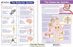 The Endocrine System Visual Learning Guide