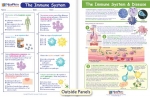 The Immune System Visual Learning Guide