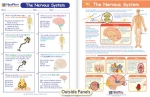 The Nervous System Visual Learning Guide