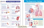 The Respiratory System Visual Learning Guide