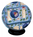 Plant Cell Model