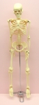 Human Skeleton 42cm