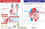 The Circulatory System Visual Learning Guide