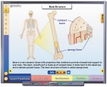 Systems of the Human Body I: Moving & Controlling the Body Multimedia Lesson