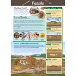 Fossils Poster, Laminated