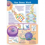 How Genes Work Poster, Laminated