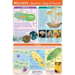 Microlife Poster, Laminated