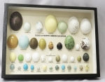 Egg Replicas of North American Birds Riker Mount