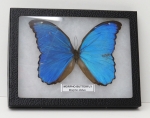 Giant Blue Morpho Butterfly Riker Mount