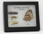 Life Cycle of Butterfly Riker Mount