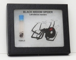 Black Widow Spider Riker Mount