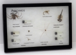 Arachnids Spiders Riker Mount