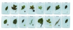 Leaves & Seeds of Common Trees Mounted, Set of 16