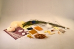 Animal Coverings Microscopy Kit