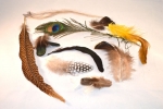 Feathers Microscopy Kit
