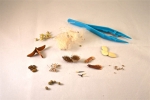 Seeds That Travel Microscopy Kit