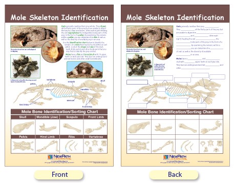 Bone Identification Chart