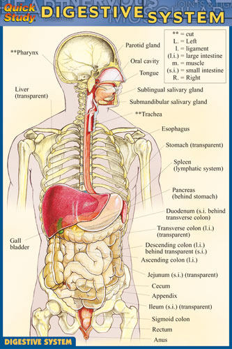 8100-28 Digestive System Chart Compact