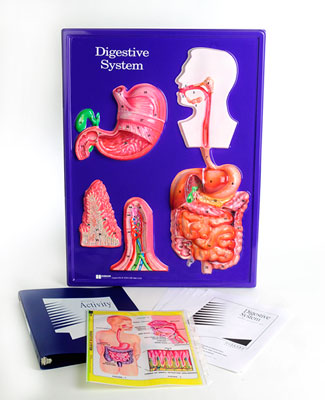 Digesting Digestion: An Educational Laboratory to Teach Students