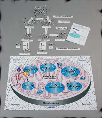 Kemtec DNA Model with Paint Kit DNA molecular model:Education
