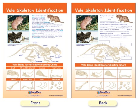 Vole Skeleton Chart