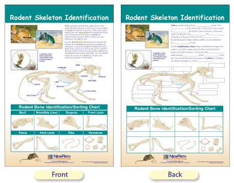 Rodent Identification Chart