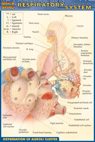 Respiratory System Chart Diagram