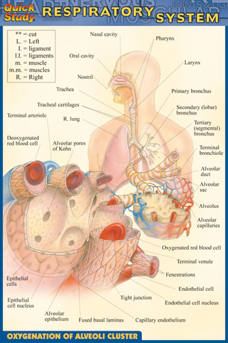 Respiratory System Chart