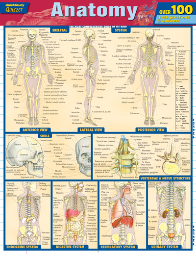 8100 21 Anatomy Quizzer Chart