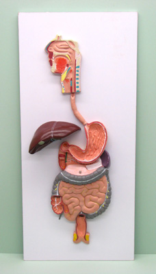 human digestive system clay model