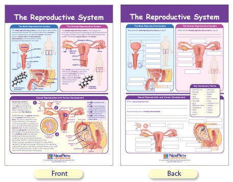 Reproductive System Anatomical Chart