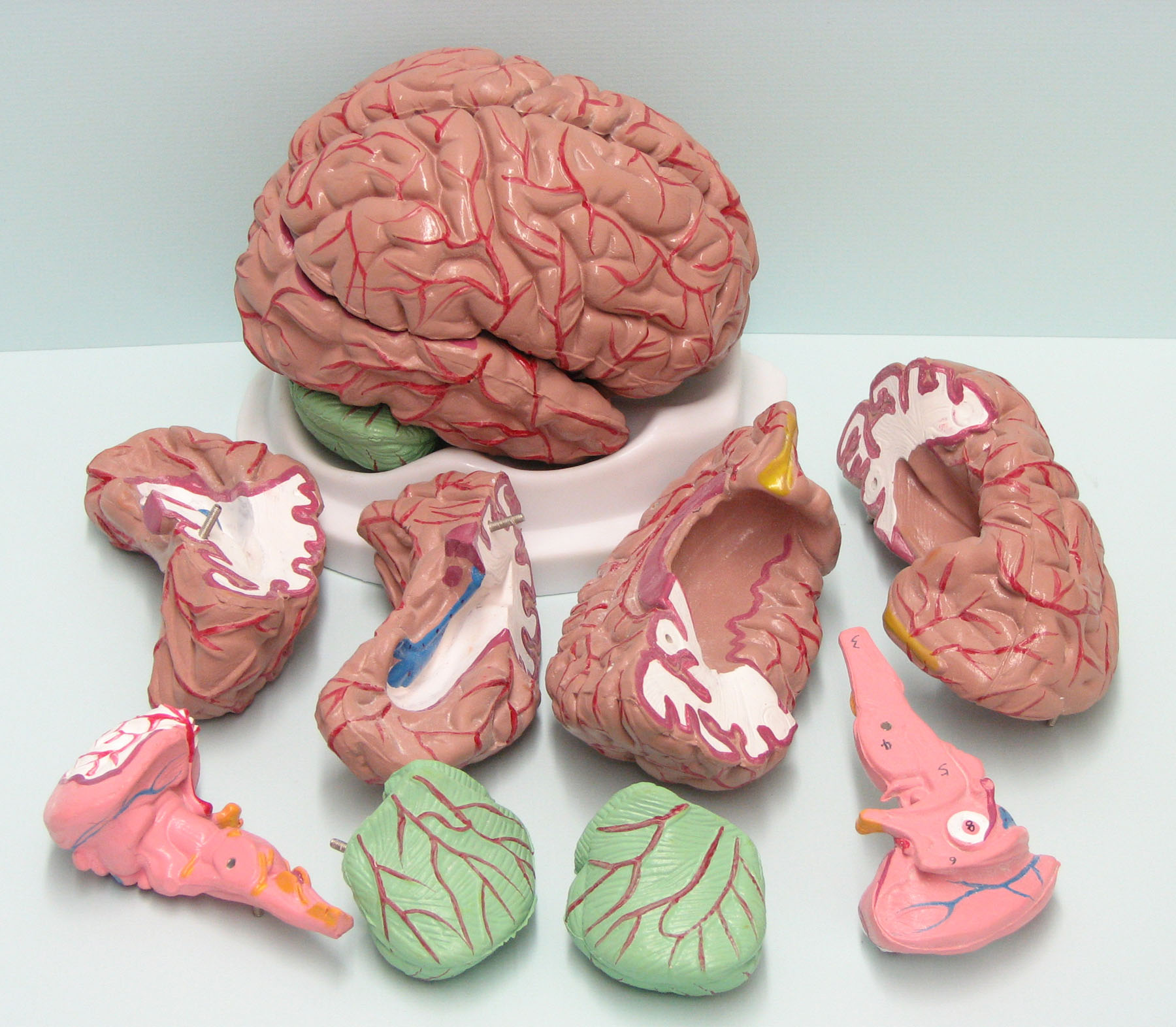 b3301-10 Human Brain 8 Parts