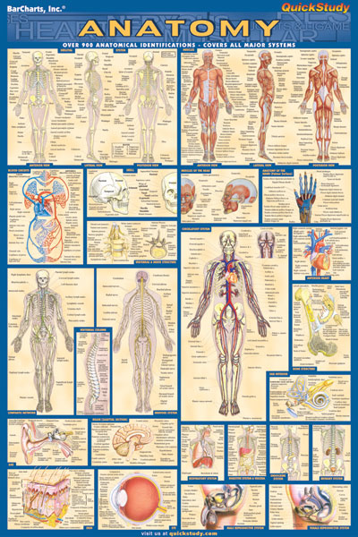 8100-31 Anatomy Poster Laminated