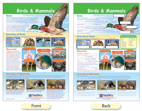 Mammals Chart