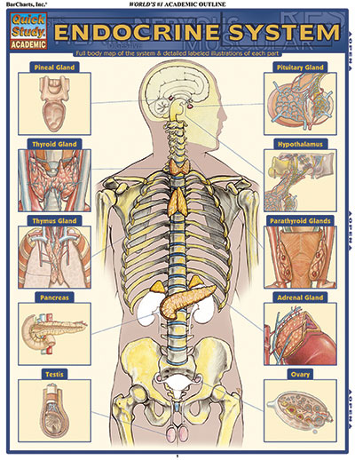 Human Gland Chart