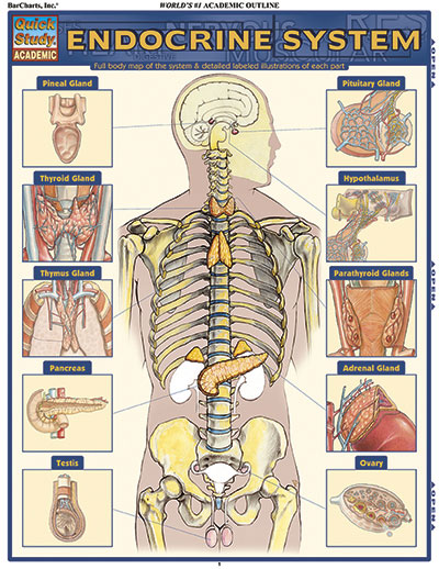 Endocrine System Chart