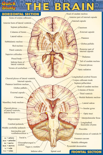 8100-26 Brain Chart Compact