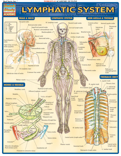 8100-25 Lymphatic System Chart