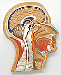 Human Head, Median Section 
