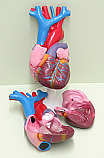 Human Heart Life Size 2 Part