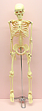 Human Skeleton 85 cm on Stand